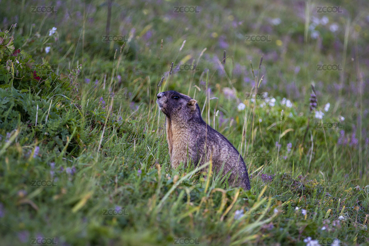 土撥鼠悠閑的下午時(shí)光（主預(yù)覽-1627502） - 未分類(lèi) - 站酷設(shè)計(jì)師龍龍碎碎念原創(chuàng)素材 - 站酷ZCOOL
