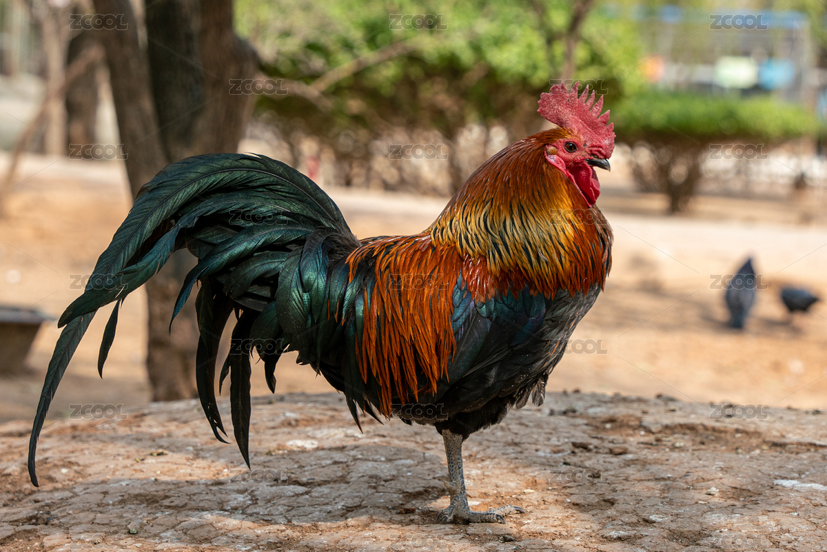 家禽大公雞（主預(yù)覽-6559893） - 未分類 - 站酷設(shè)計(jì)師赫托克原創(chuàng)素材 - 站酷ZCOOL