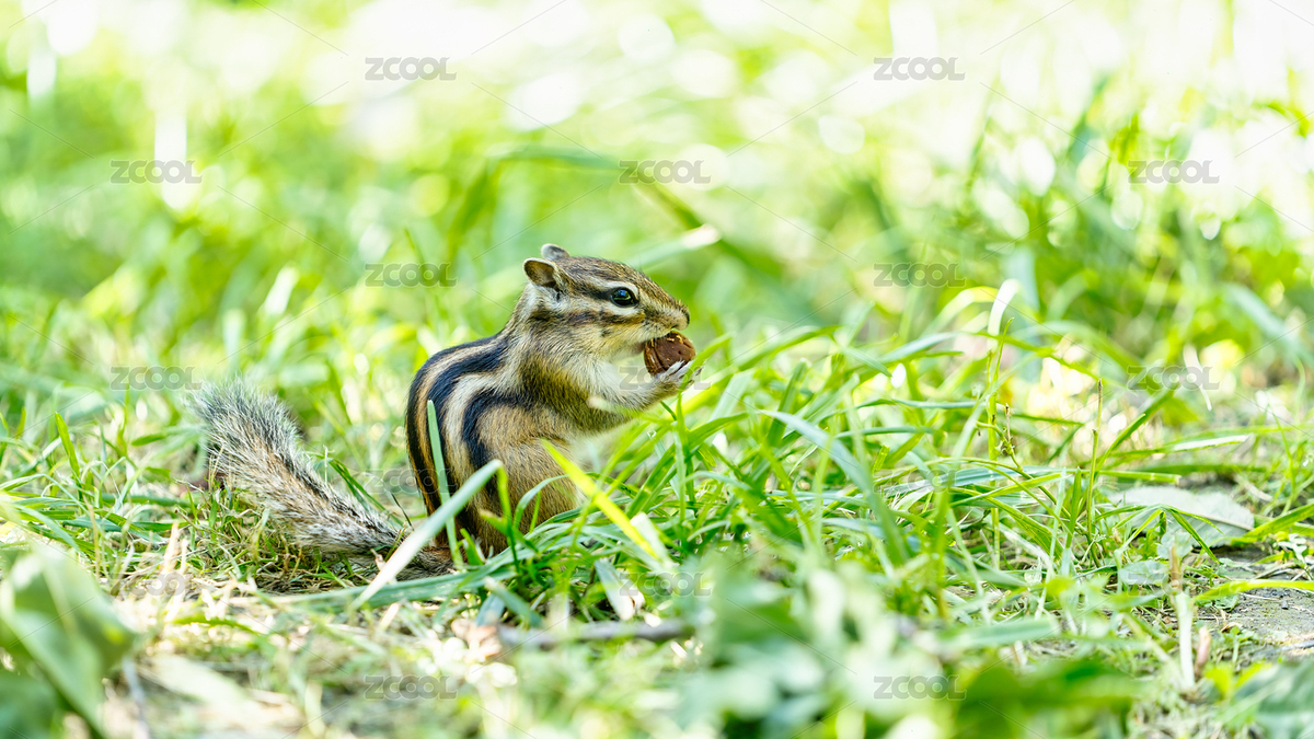 公園里的小松鼠花栗鼠特寫（主預(yù)覽-8790866） - 未分類 - 站酷設(shè)計(jì)師攝影師慢速航班原創(chuàng)素材 - 站酷ZCOOL
