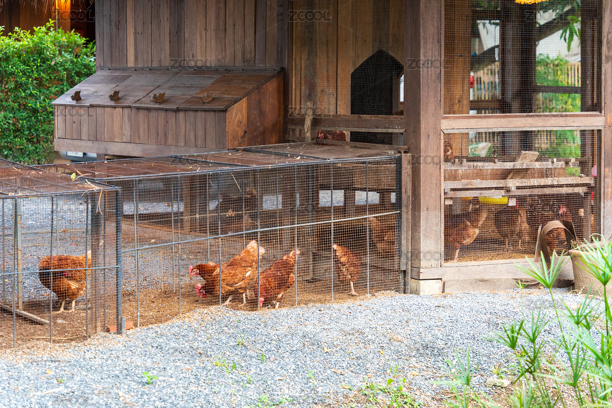 鸡舍里隔着铁丝网在稻壳上休息的母鸡（主预览-11606946） - 未分类 - 站酷设计师STC炳权原创素材 - 站酷ZCOOL