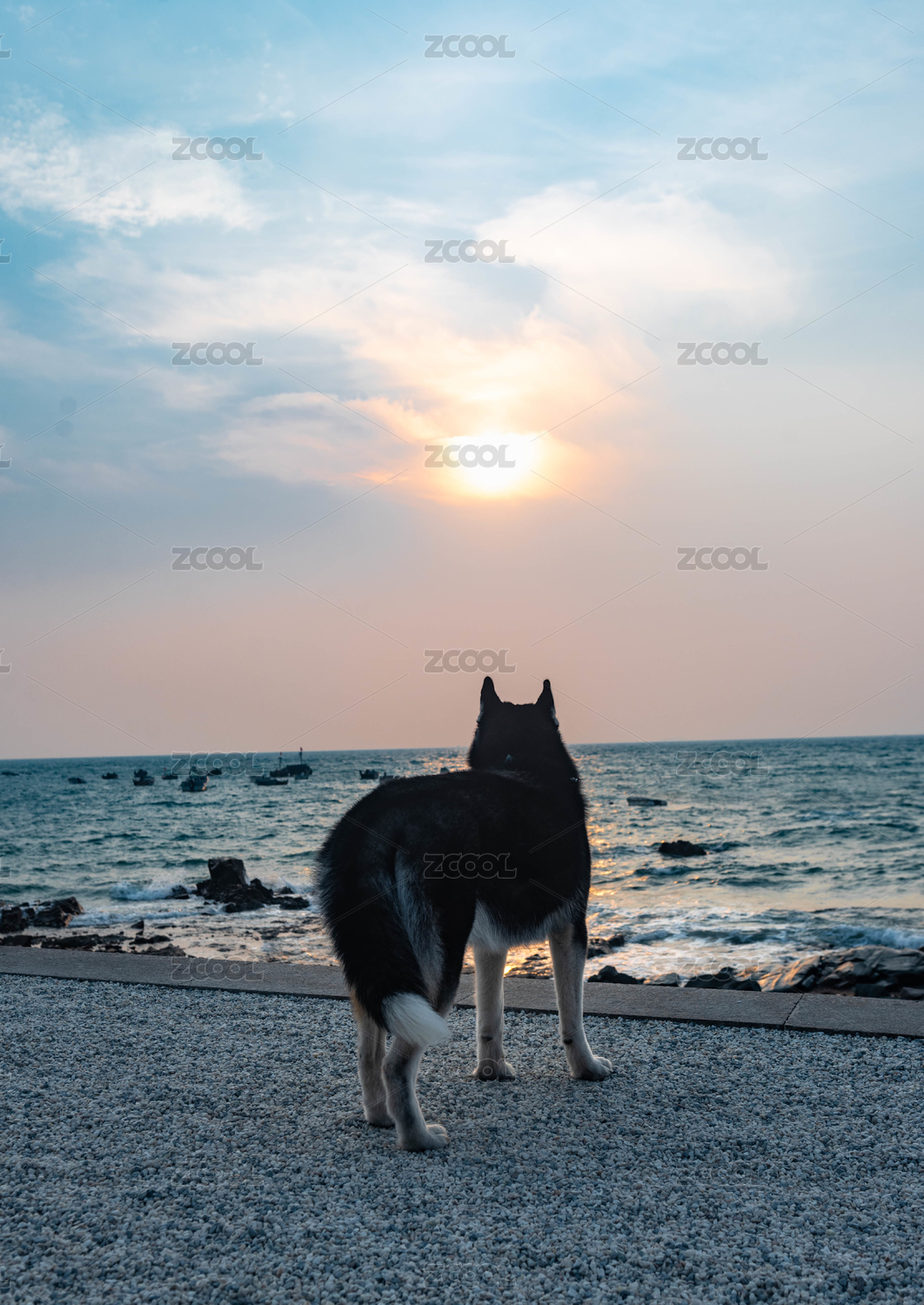 一只站在海边看夕阳的哈士奇的背影