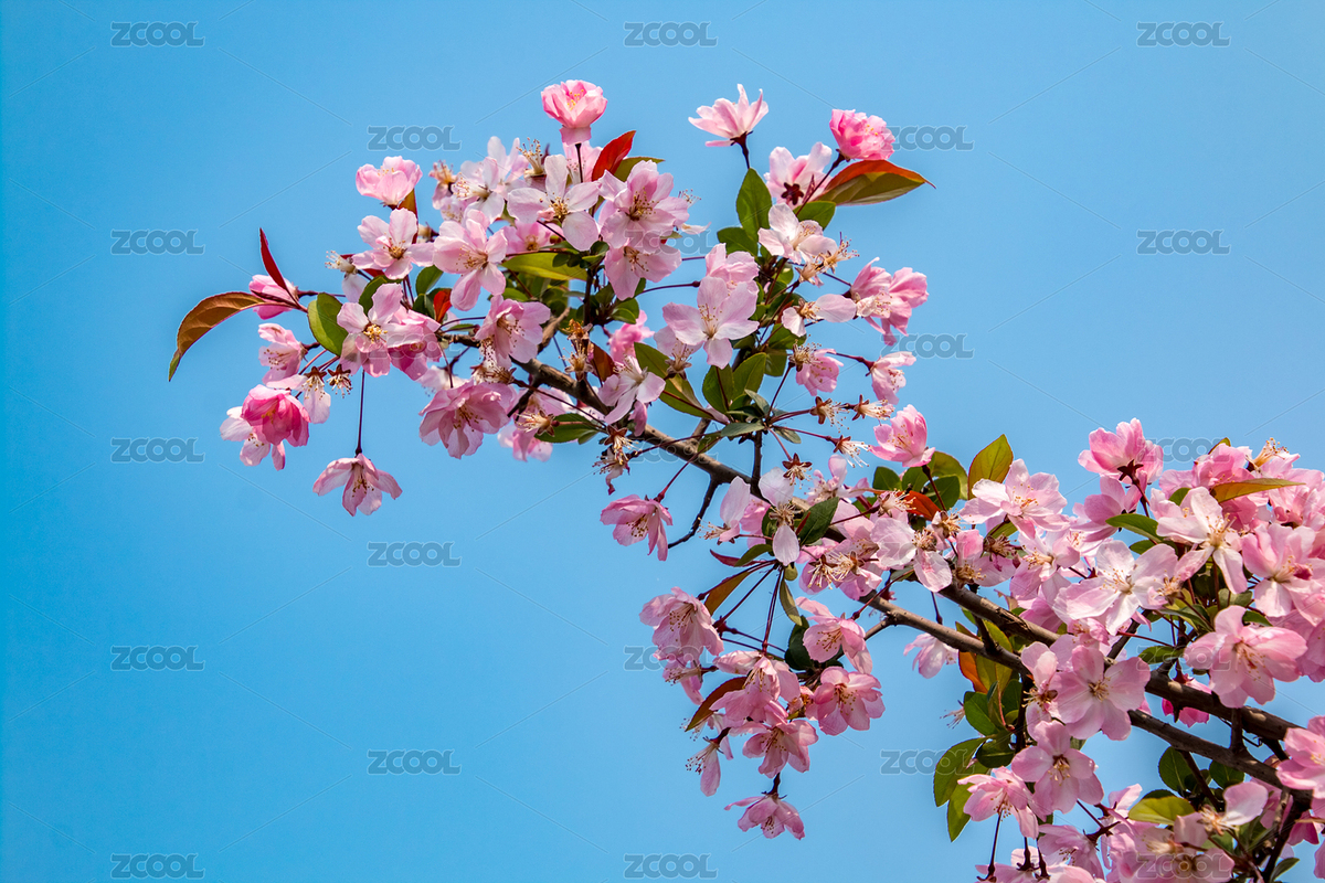 海棠花（主預(yù)覽-8756343） - 未分類 - 站酷設(shè)計師贊贊尼原創(chuàng)素材 - 站酷ZCOOL