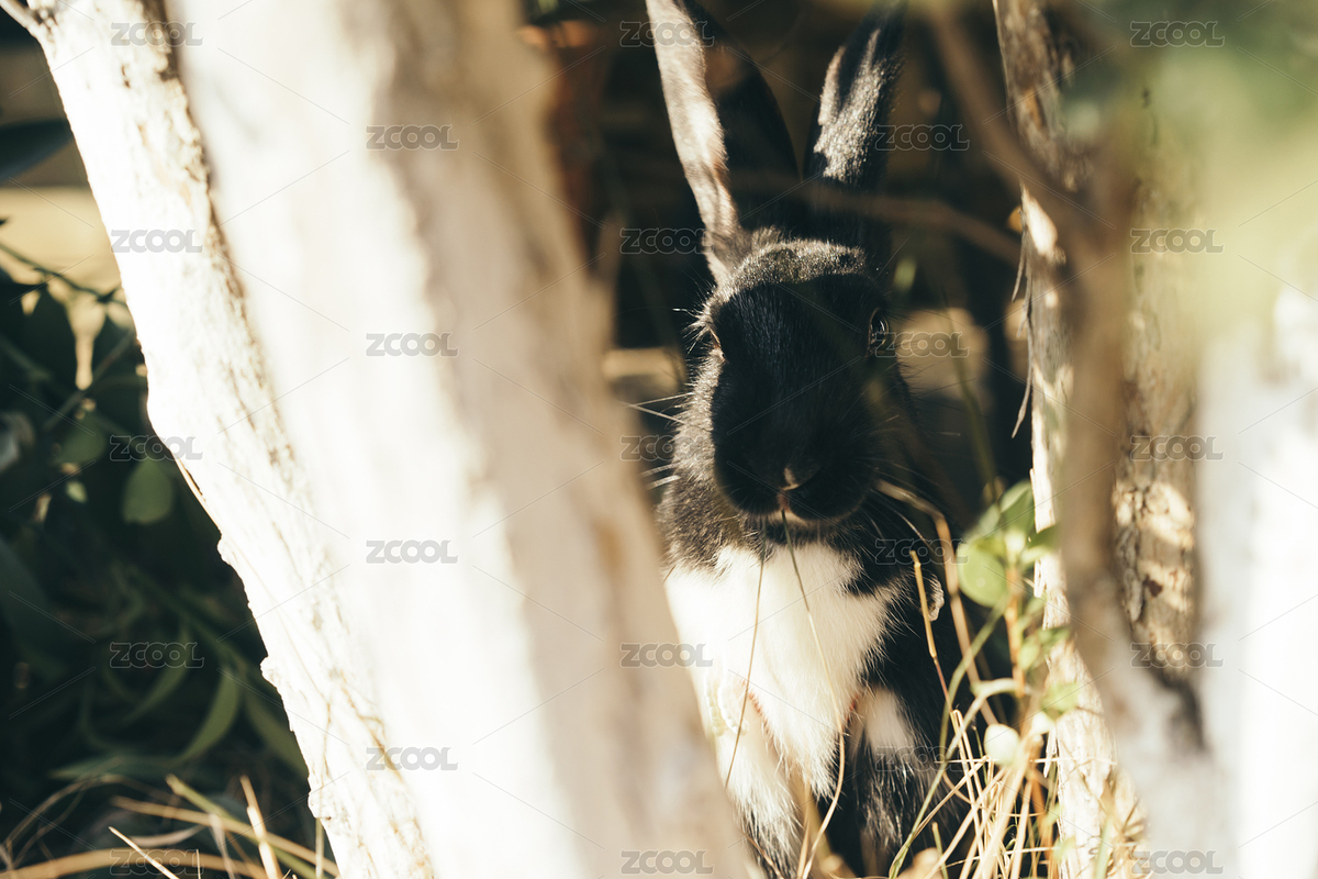 林間黑兔探頭張望（主預(yù)覽-12142222） - 未分類 - 站酷設(shè)計(jì)師jingjingsoong原創(chuàng)素材 - 站酷ZCOOL