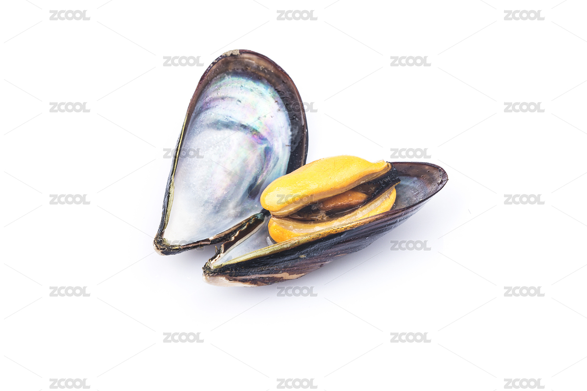 新鮮青口貝（主預(yù)覽-6770695） - 未分類 - 站酷設(shè)計(jì)師達(dá)造原創(chuàng)原創(chuàng)素材 - 站酷ZCOOL