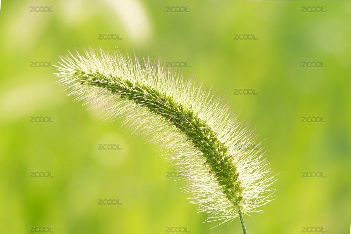 户外夕阳下的狗尾草（主预览-1134279） - 未分类 - 站酷设计师平和的总是美好的原创素材 - 站酷ZCOOL