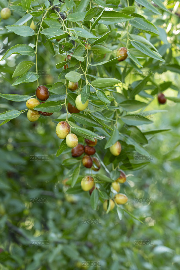 棗樹(shù)上成熟的紅棗（主預(yù)覽-5355275） - 未分類 - 站酷設(shè)計(jì)師平和的總是美好的原創(chuàng)素材 - 站酷ZCOOL
