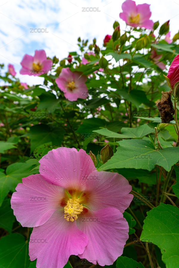 盛開的粉色木芙蓉（主預(yù)覽-9004263） - 未分類 - 站酷設(shè)計(jì)師捕光逐影原創(chuàng)素材 - 站酷ZCOOL
