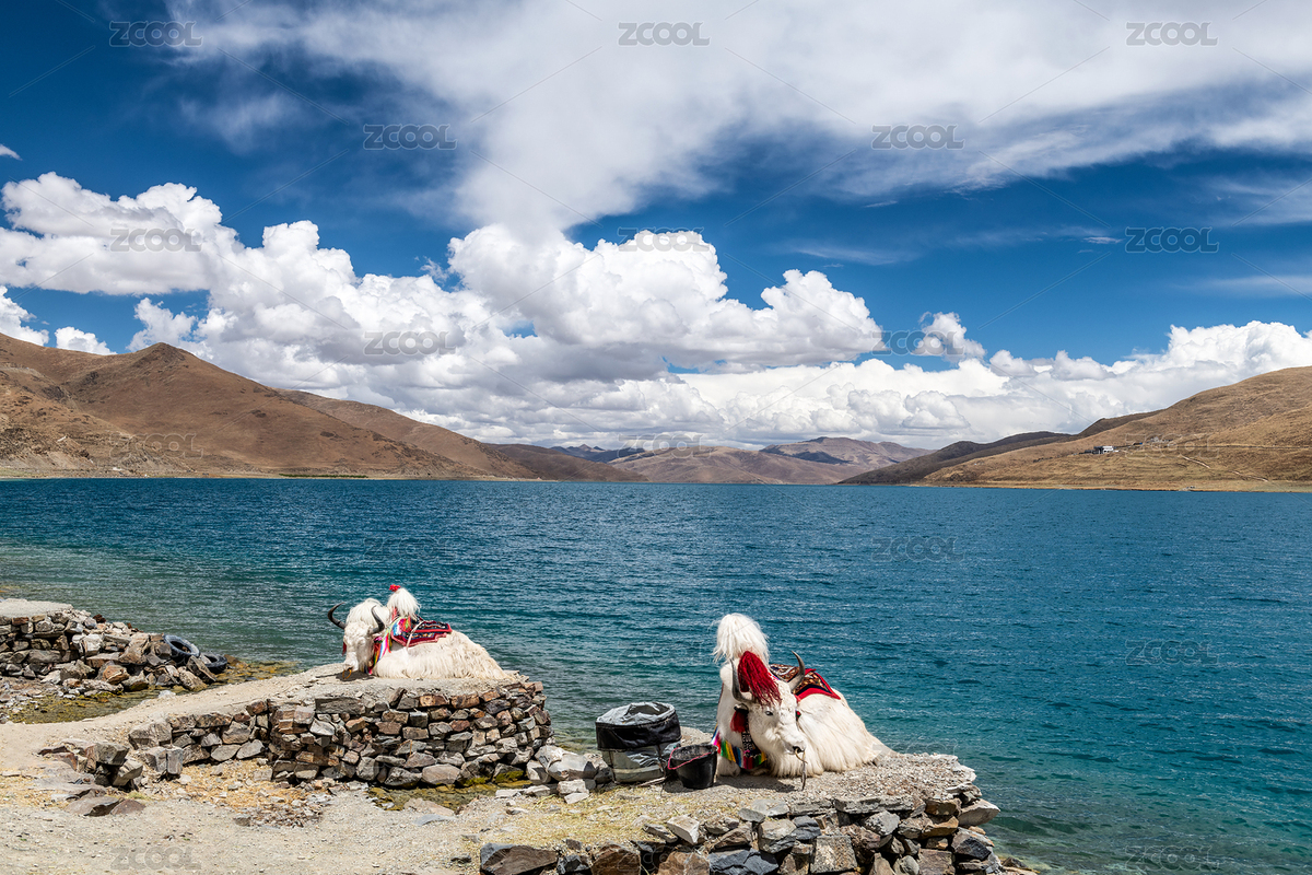 中國西藏山南羊卓雍措（羊湖）白牦牛（主預(yù)覽-8939422） - 未分類 - 站酷設(shè)計(jì)師金胡楊原創(chuàng)素材 - 站酷ZCOOL