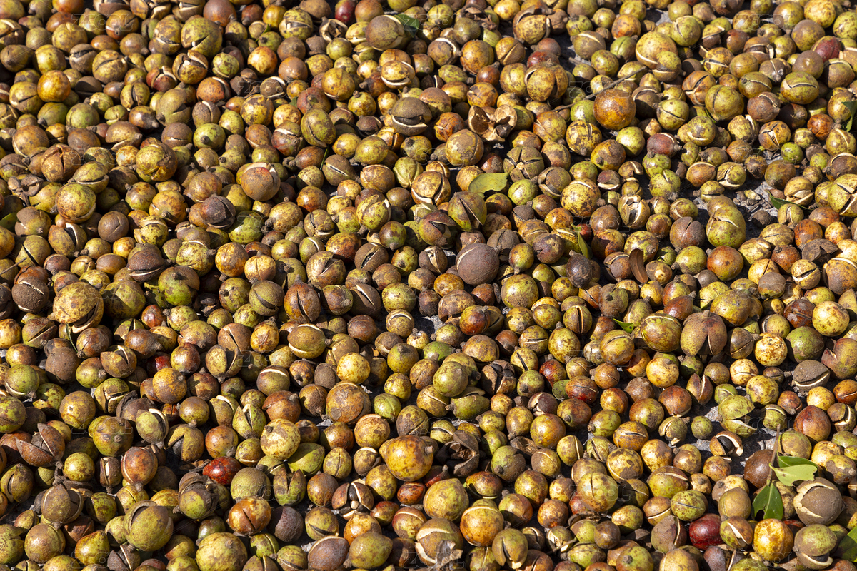 初冬農(nóng)家曬成熟茶籽油果實(shí)（主預(yù)覽-6216808） - 未分類 - 站酷設(shè)計(jì)師zhl430430原創(chuàng)素材 - 站酷ZCOOL