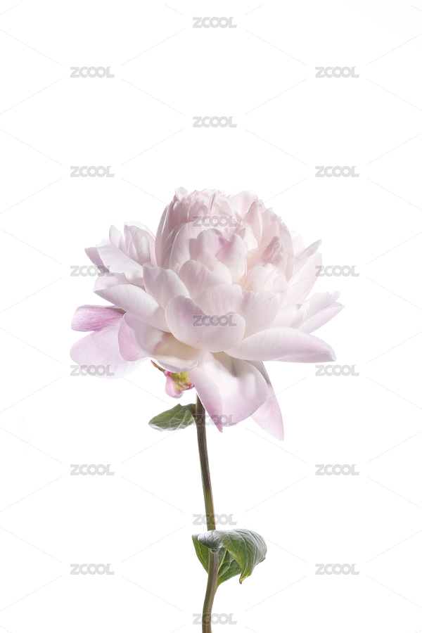 粉色芍藥尼克賽勒白底（主預(yù)覽-2050702） - 未分類 - 站酷設(shè)計(jì)師沒啥llll原創(chuàng)素材 - 站酷ZCOOL