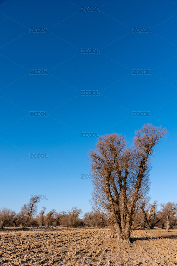 中國內(nèi)蒙古通遼的耕地和樹木（主預(yù)覽-8808854） - 未分類 - 站酷設(shè)計師zkhlxm原創(chuàng)素材 - 站酷ZCOOL