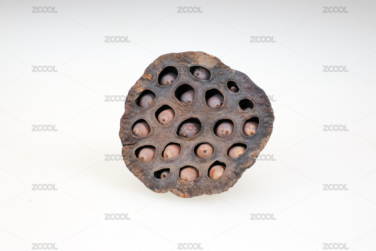 干的蓮蓬（主預(yù)覽-8954973） - 未分類 - 站酷設(shè)計師愛攝影的魚兒原創(chuàng)素材 - 站酷ZCOOL