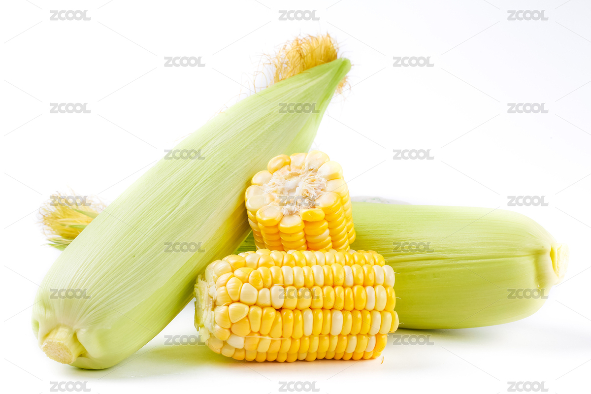 白底上兩個(gè)沒(méi)剝開(kāi)的完整玉米和兩個(gè)半根玉米棒（主預(yù)覽-4439914） - 未分類(lèi) - 站酷設(shè)計(jì)師PAOPAO攝影工作室原創(chuàng)素材 - 站酷ZCOOL