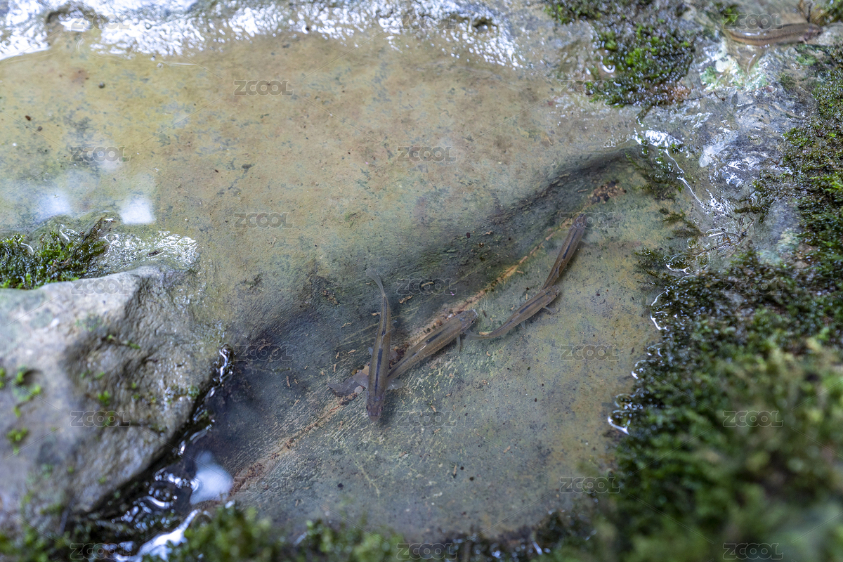夏季入暑山澗魚(yú)兒享清涼（主預(yù)覽-6131688） - 未分類 - 站酷設(shè)計(jì)師蟲(chóng)兒飛a原創(chuàng)素材 - 站酷ZCOOL