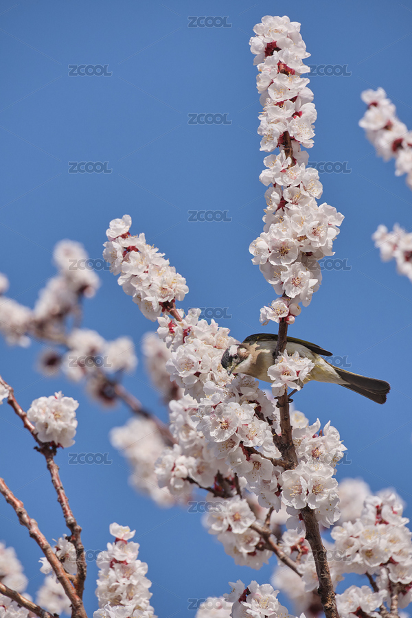 小鳥在花枝上探頭看（主預(yù)覽-7401103） - 未分類 - 站酷設(shè)計(jì)師91lP7fHER6原創(chuàng)素材 - 站酷ZCOOL