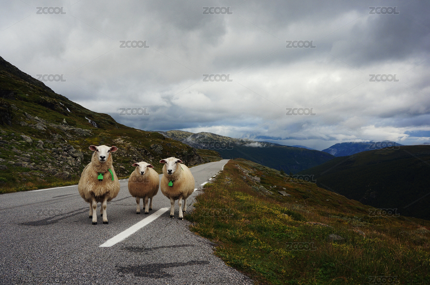 norway nature animals landscapes