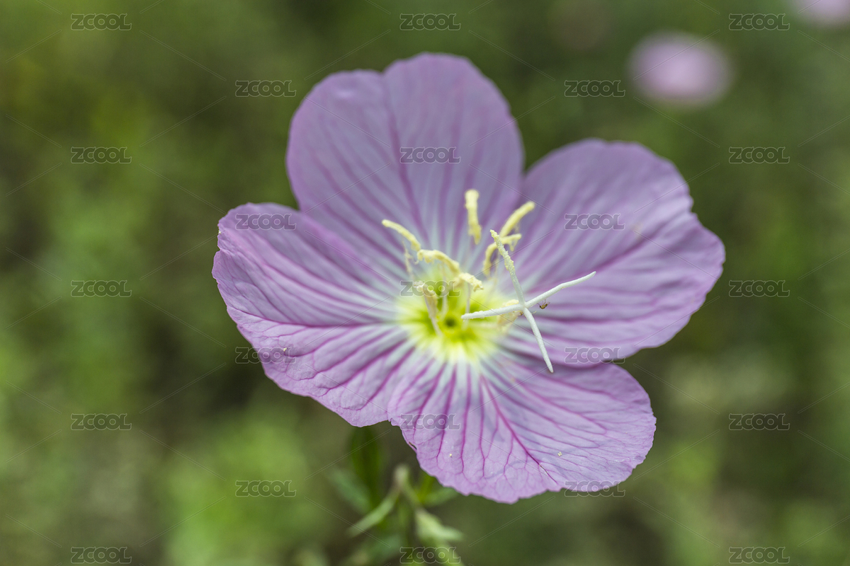 美丽月见草（主预览-3138422） - 未分类 - 站酷设计师樊小喆原创素材 - 站酷ZCOOL