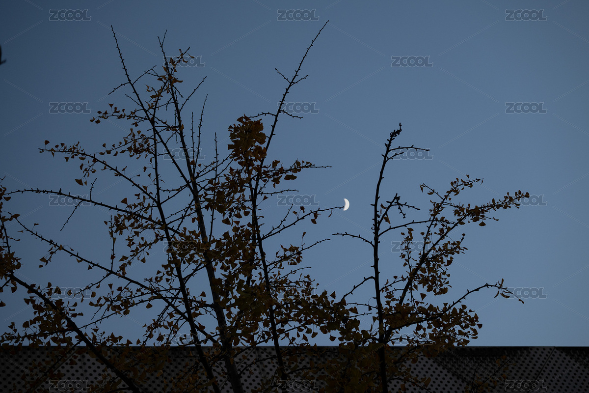 樹梢的月牙（主預(yù)覽-12540882） - 未分類 - 站酷設(shè)計師東吳的海螺原創(chuàng)素材 - 站酷ZCOOL