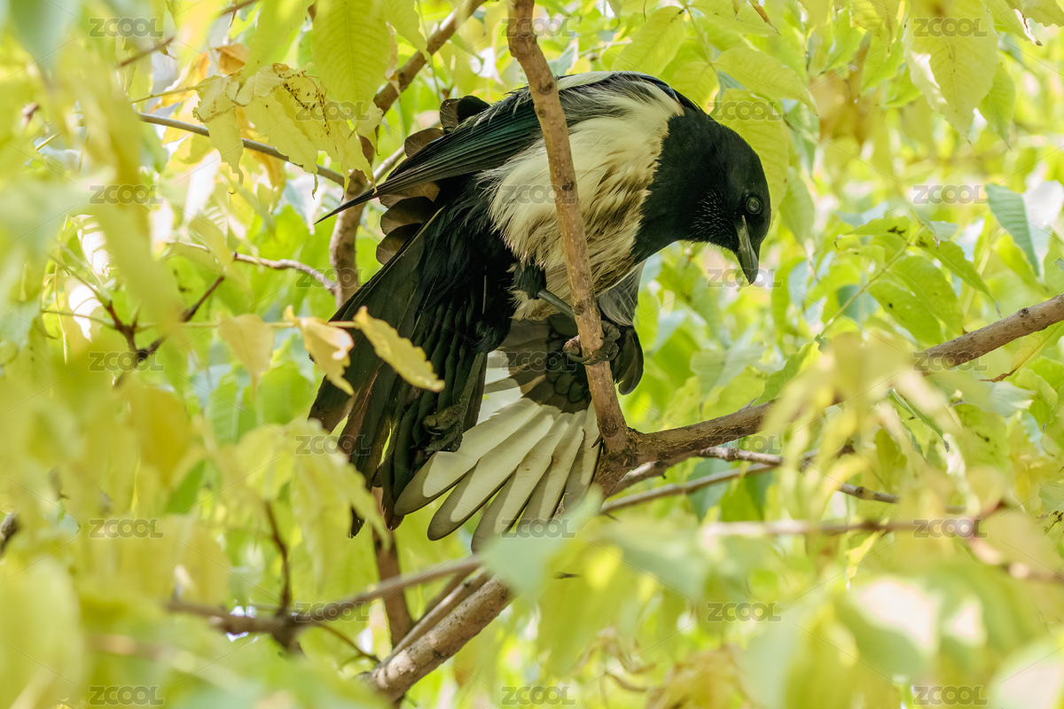 喜鹊（主预览-2655065） - 未分类 - 站酷设计师噫咡叁原创素材 - 站酷ZCOOL