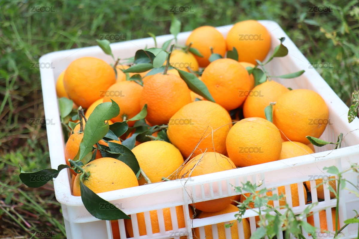 秋季愛媛豐收?qǐng)D | 果園實(shí)拍 | 柑橘豐（主預(yù)覽-12285177） - 未分類 - 站酷設(shè)計(jì)師millipede原創(chuàng)素材 - 站酷ZCOOL