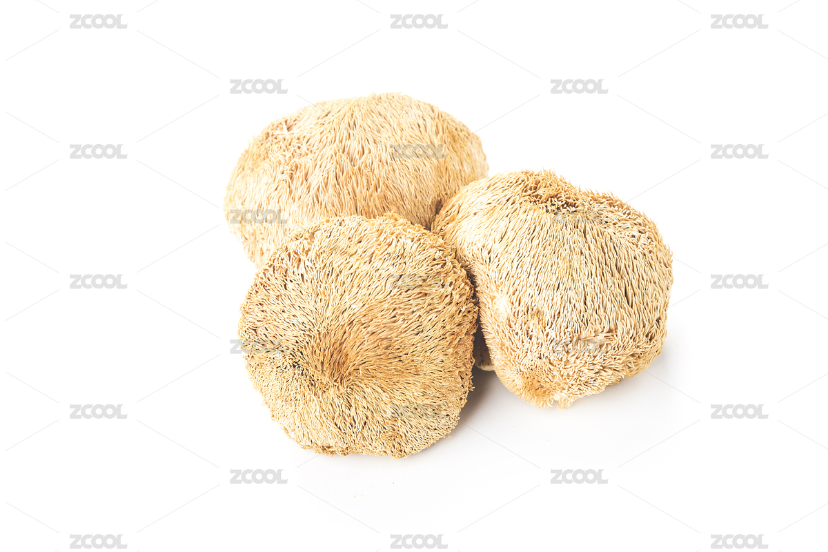 食用菌猴頭菇（主預(yù)覽-3961753） - 未分類 - 站酷設(shè)計(jì)師達(dá)造原創(chuàng)原創(chuàng)素材 - 站酷ZCOOL