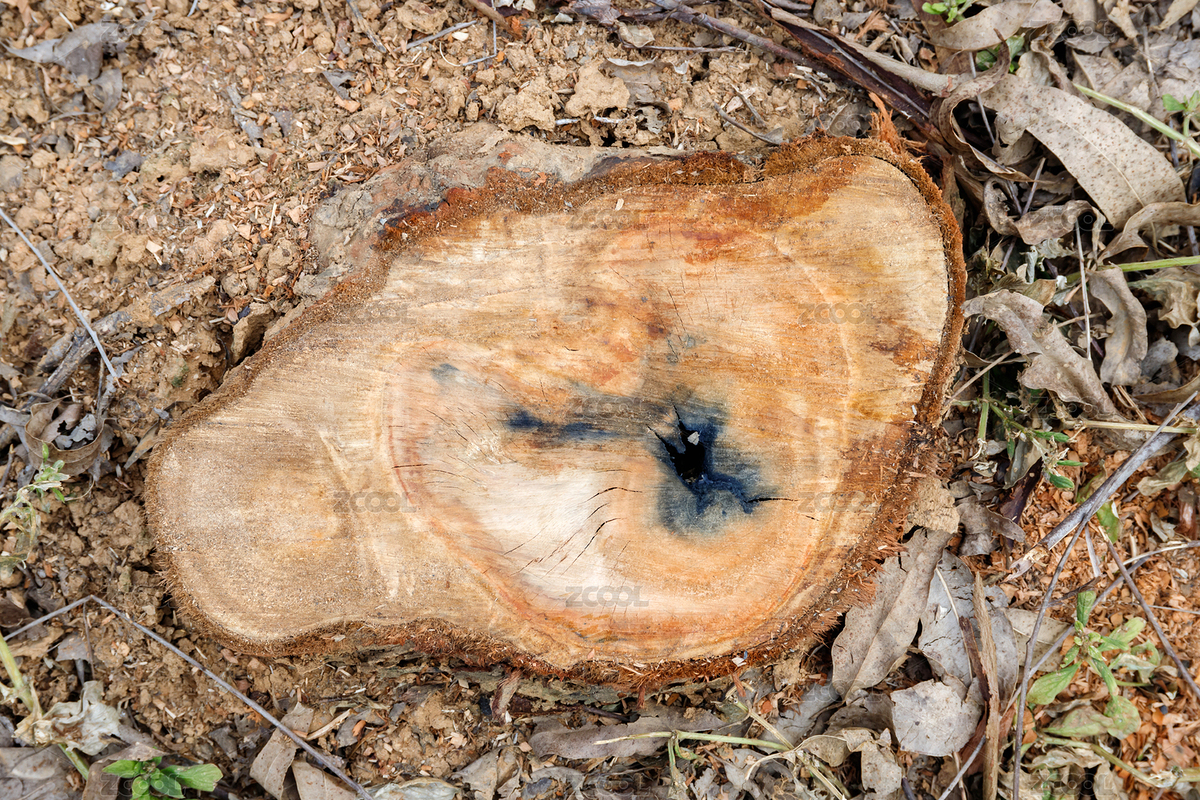 地上的樹樁（主預(yù)覽-9696967） - 未分類 - 站酷設(shè)計師Gang29_F原創(chuàng)素材 - 站酷ZCOOL