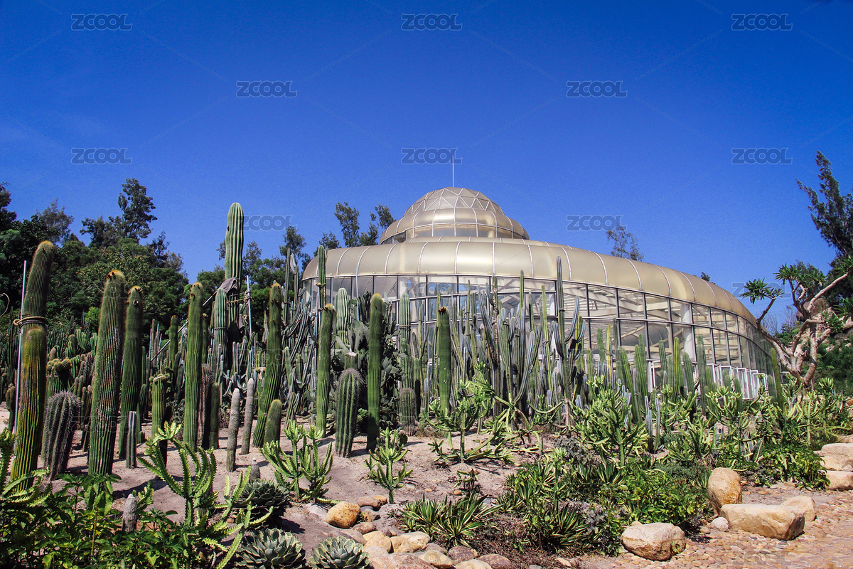 熱帶植物（主預(yù)覽-3387528） - 未分類 - 站酷設(shè)計(jì)師pokeroom原創(chuàng)素材 - 站酷ZCOOL