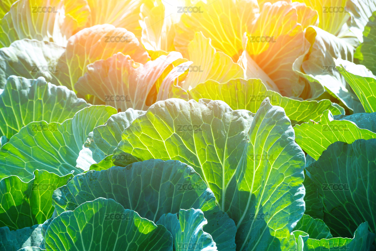 陽光下生長的卷心菜（主預(yù)覽-9030064） - 未分類 - 站酷設(shè)計師QFStudio原創(chuàng)素材 - 站酷ZCOOL