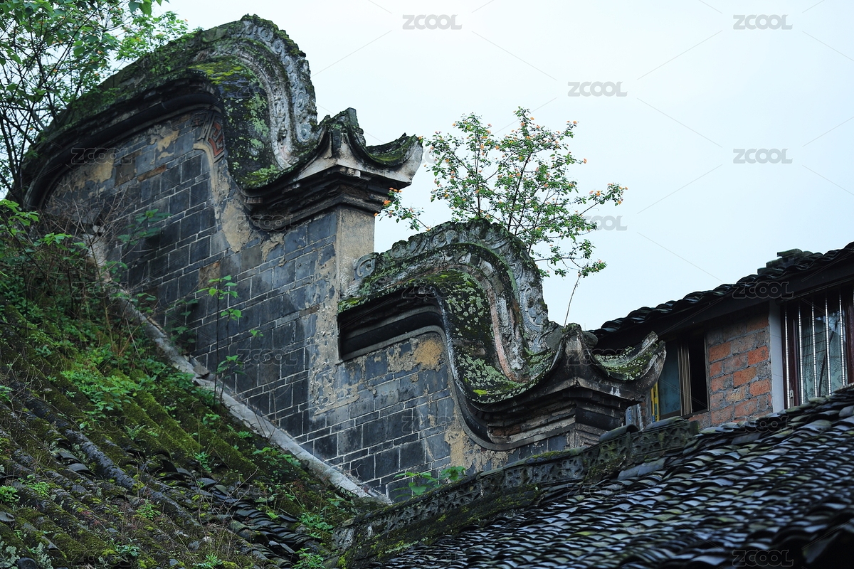 墻頭草看起來也很美（主預(yù)覽-2269143） - 未分類 - 站酷設(shè)計師子晉的時光碎片原創(chuàng)素材 - 站酷ZCOOL