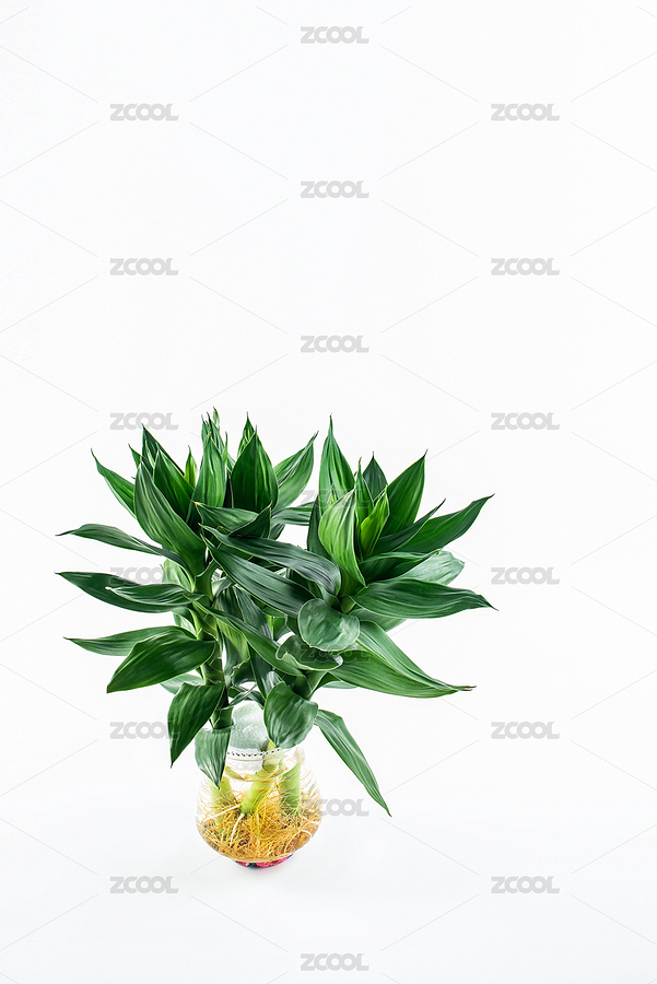 白背景上一盆翠綠的水培植物富貴竹（主預(yù)覽-5640660） - 未分類 - 站酷設(shè)計(jì)師風(fēng)暴麗麗原創(chuàng)素材 - 站酷ZCOOL