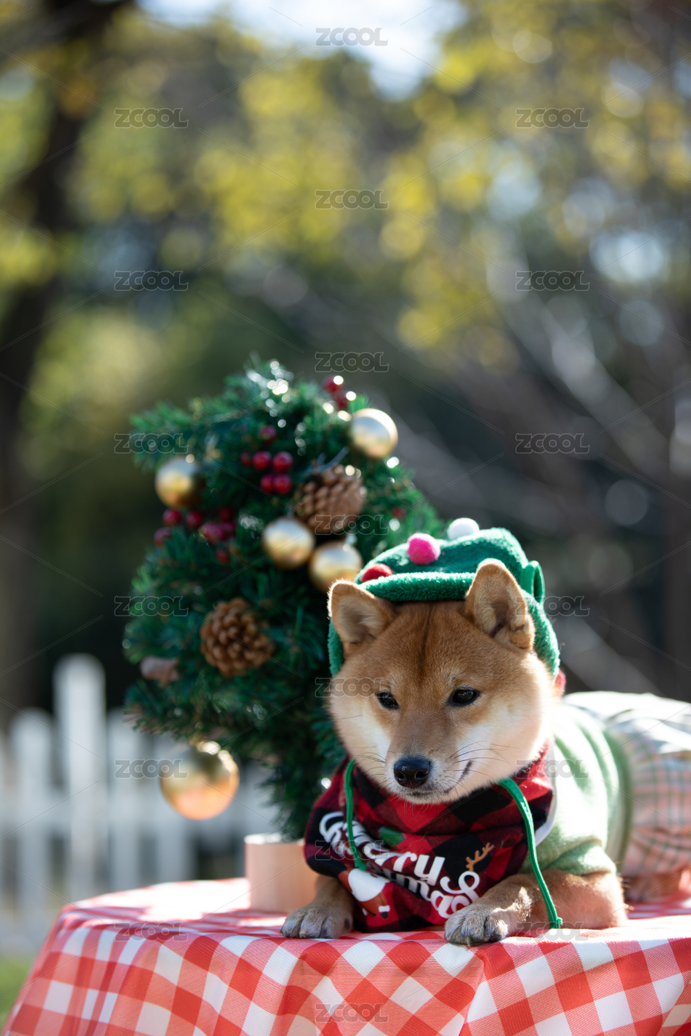 宠物摄影圣诞节趴在桌上的柴犬