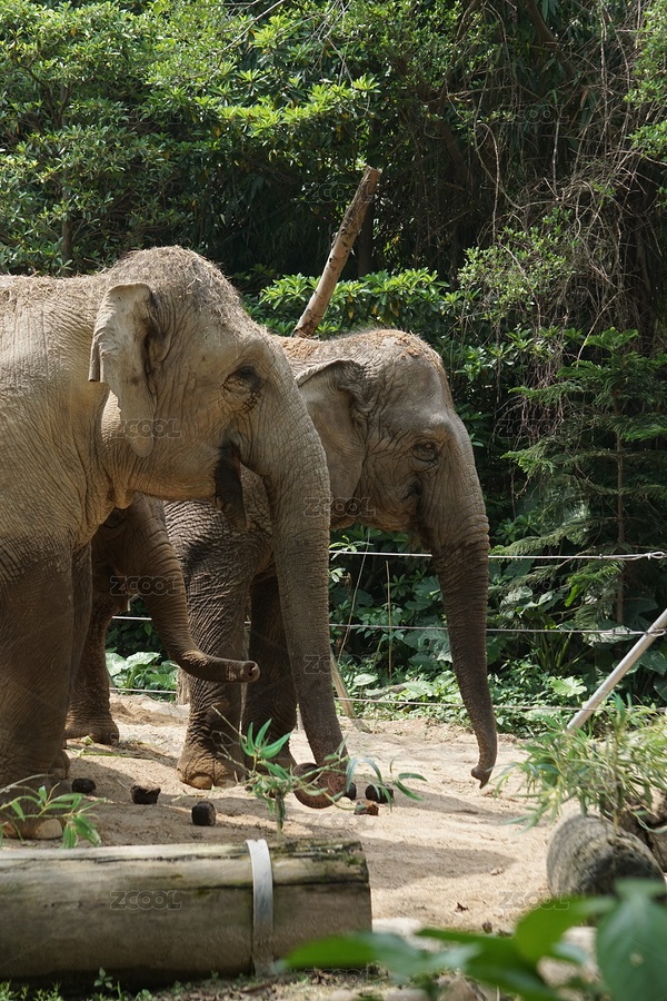 亞洲象（主預(yù)覽-3895963） - 未分類 - 站酷設(shè)計師laosi_w原創(chuàng)素材 - 站酷ZCOOL