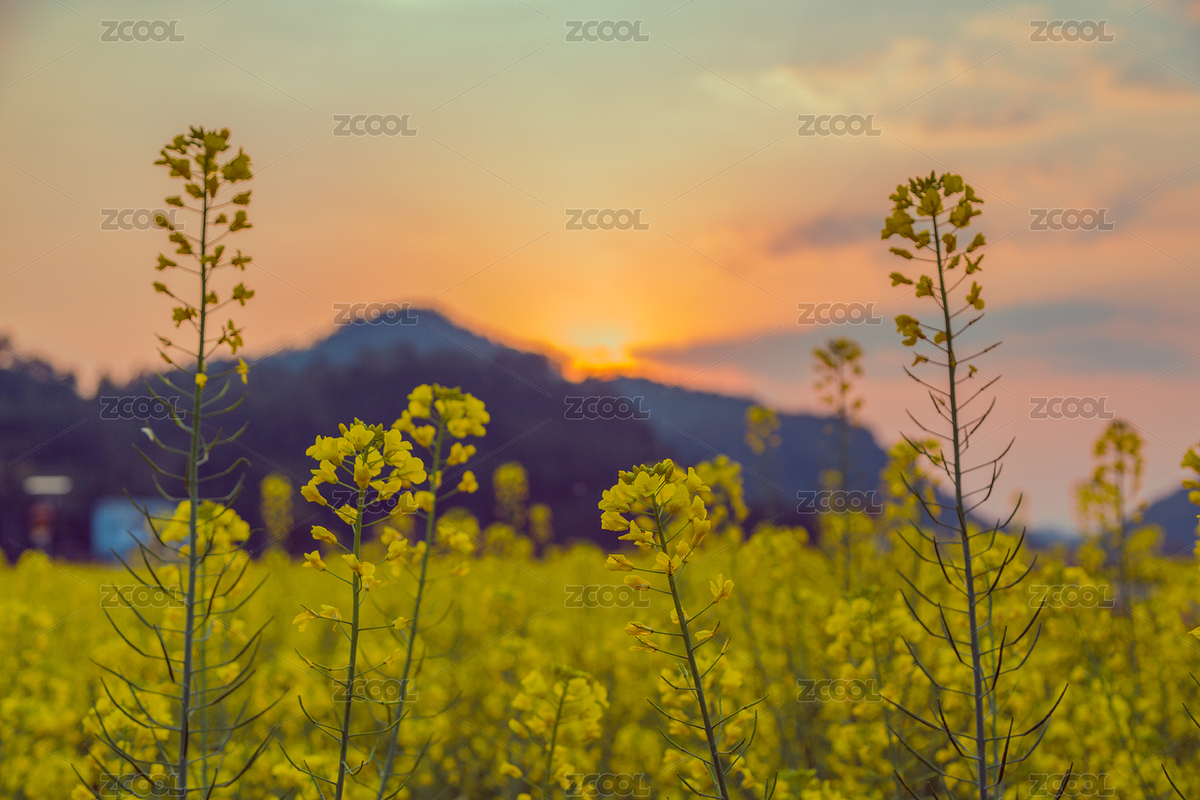 油菜花（主預(yù)覽-7971814） - 未分類 - 站酷設(shè)計(jì)師68273839原創(chuàng)素材 - 站酷ZCOOL