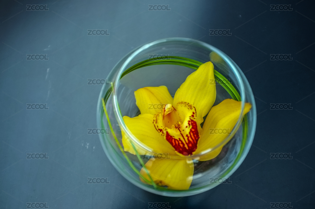 酒店花藝擺設(shè)，大花蕙蘭特寫(xiě)鏡頭（主預(yù)覽-11099458） - 未分類(lèi) - 站酷設(shè)計(jì)師ivyic原創(chuàng)素材 - 站酷ZCOOL