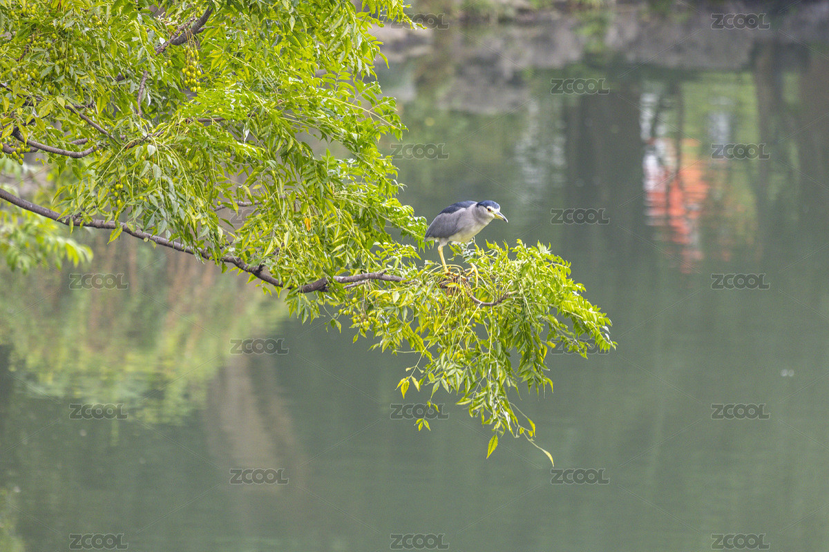 杭州東河邊的夜鷺（主預覽-12223184） - 未分類 - 站酷設計師茄子小兩口原創(chuàng)素材 - 站酷ZCOOL