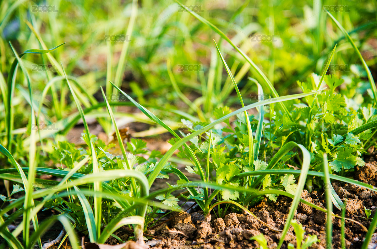 菜園中種植的蒜苗和芫荽特寫（主預覽-9050609） - 未分類 - 站酷設(shè)計師racin原創(chuàng)素材 - 站酷ZCOOL