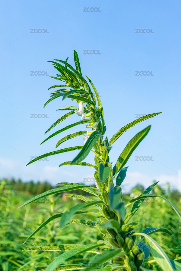 芝麻長出一串果殼成熟的果實(shí)種子（主預(yù)覽-12423346） - 未分類 - 站酷設(shè)計(jì)師不識(shí)跳蚤原創(chuàng)素材 - 站酷ZCOOL