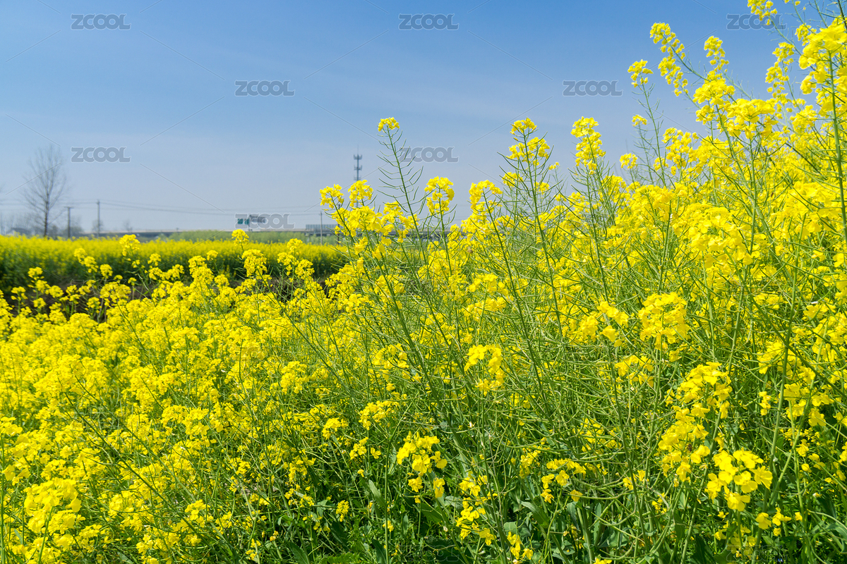 油菜花（主預(yù)覽-8837745） - 未分類 - 站酷設(shè)計(jì)師偷懶的老牛原創(chuàng)素材 - 站酷ZCOOL