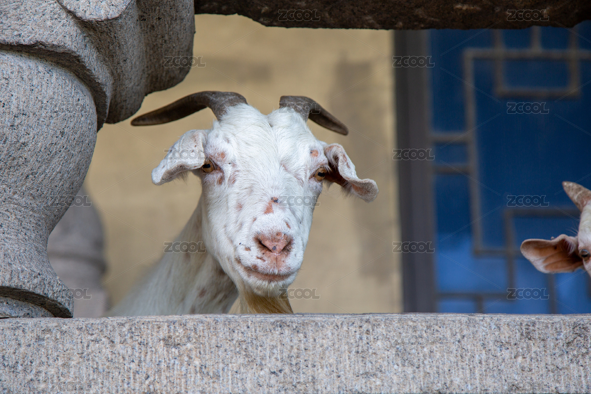 石欄后探頭張望白色山羊特寫（主預(yù)覽-10714670） - 未分類 - 站酷設(shè)計師音樂星空在蘇州原創(chuàng)素材 - 站酷ZCOOL