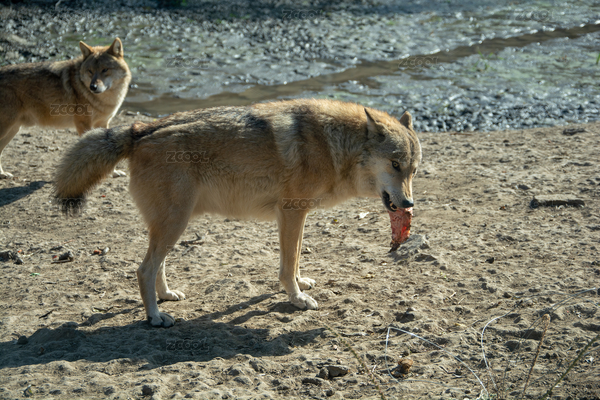 野獸灰狼（主預(yù)覽-8791892） - 未分類(lèi) - 站酷設(shè)計(jì)師八戒布衣原創(chuàng)素材 - 站酷ZCOOL