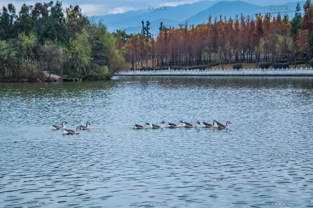 湿地生态园野生涉水动物狮头鹅环境（主预览-3438286） - 未分类 - 站酷设计师赞赞尼原创素材 - 站酷ZCOOL
