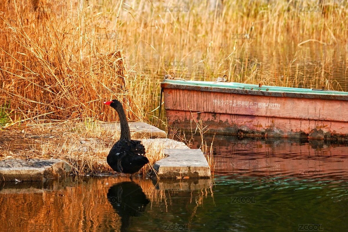 公园里的黑天鹅（主预览-5922874） - 未分类 - 站酷设计师colins123原创素材 - 站酷ZCOOL