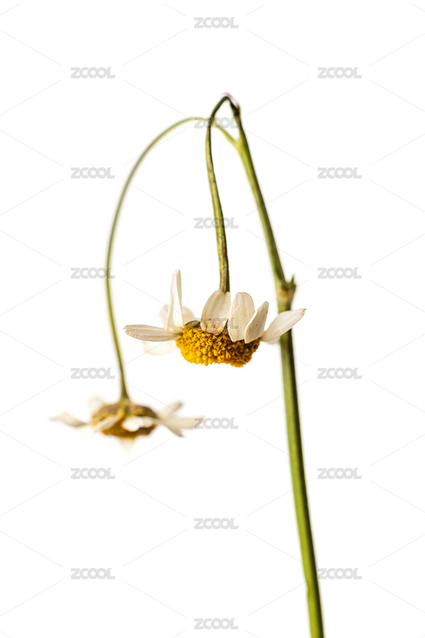 兩朵枯萎的洋甘菊花（主預覽-6512310） - 未分類 - 站酷設計師月色2020原創(chuàng)素材 - 站酷ZCOOL