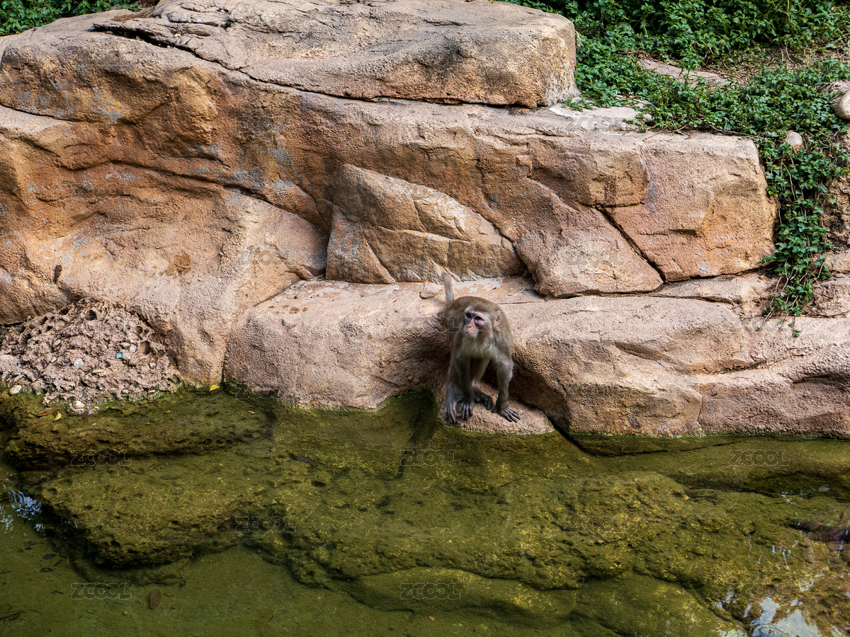 中國廣州長隆野生動物園的猴子（主預(yù)覽-12616075） - 未分類 - 站酷設(shè)計師mika_daniel原創(chuàng)素材 - 站酷ZCOOL