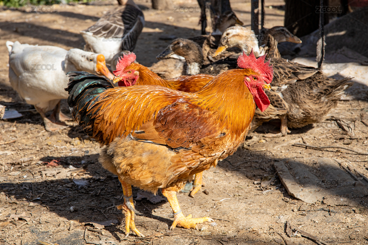 农家养殖的鸡鸭鹅等家禽（主预览-4925261） - 未分类 - 站酷设计师Sam_Tse原创素材 - 站酷ZCOOL