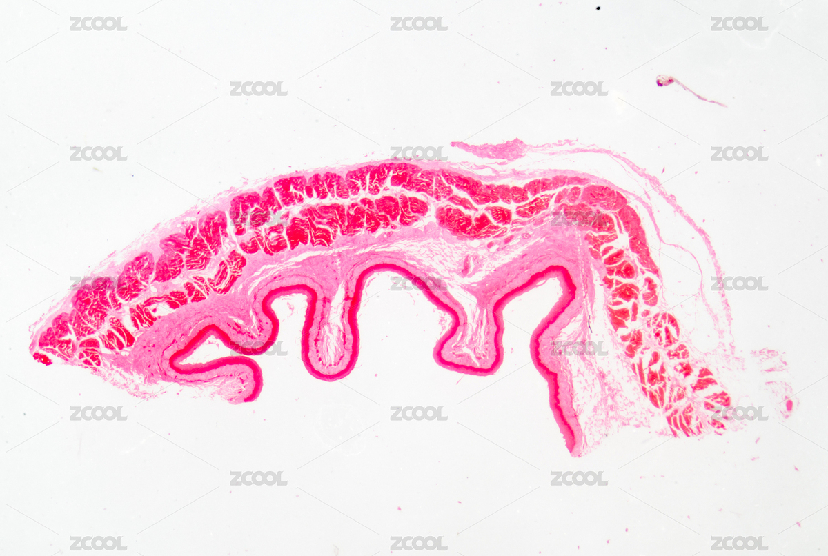 人體甲狀腺背景的科學(xué)醫(yī)療人體解剖學(xué)生理學(xué)微觀節(jié)（主預(yù)覽-1122741） - 未分類 - 站酷設(shè)計(jì)師pansfun原創(chuàng)素材 - 站酷ZCOOL