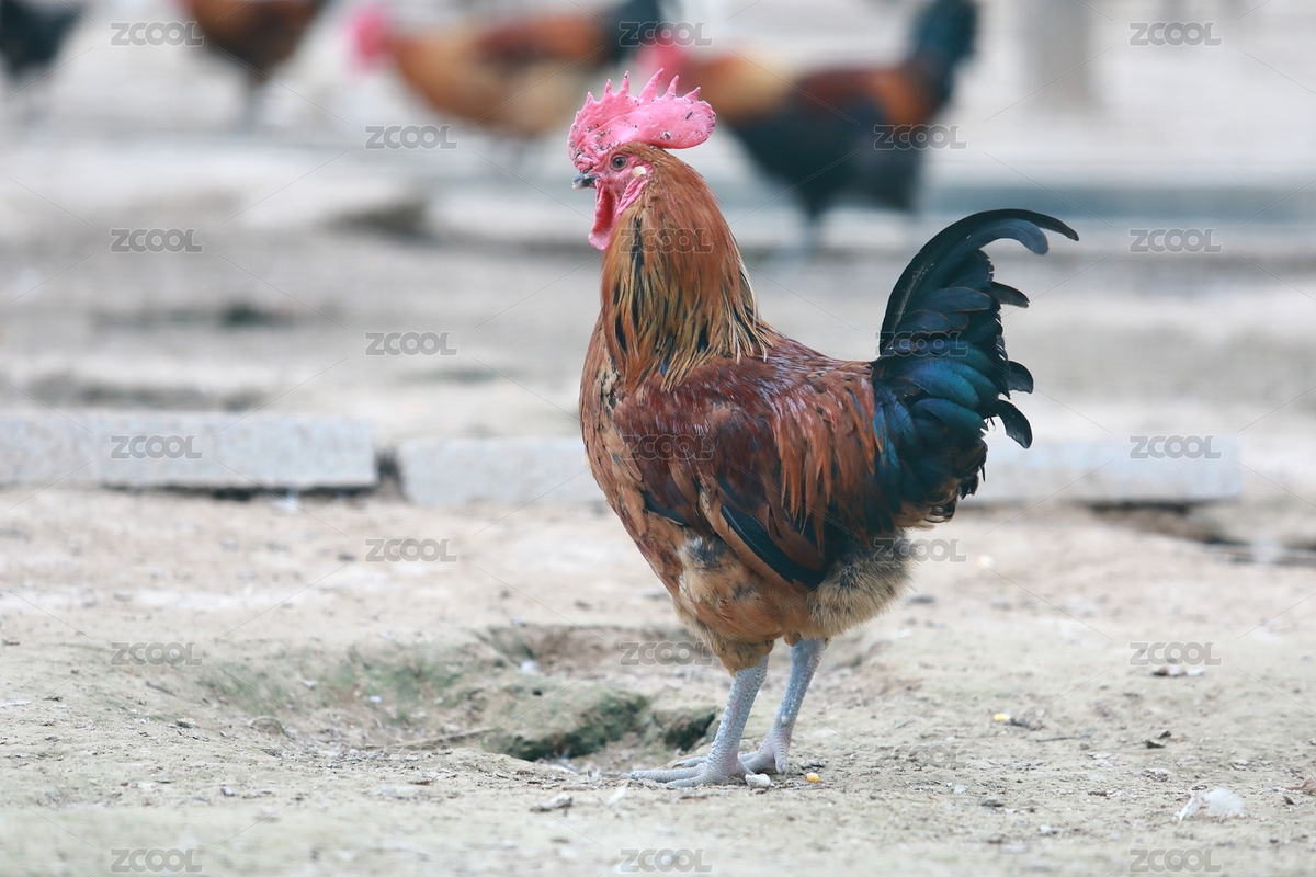農(nóng)家散養(yǎng)雞公雞（主預(yù)覽-9021638） - 未分類 - 站酷設(shè)計(jì)師lee空間攝影原創(chuàng)素材 - 站酷ZCOOL