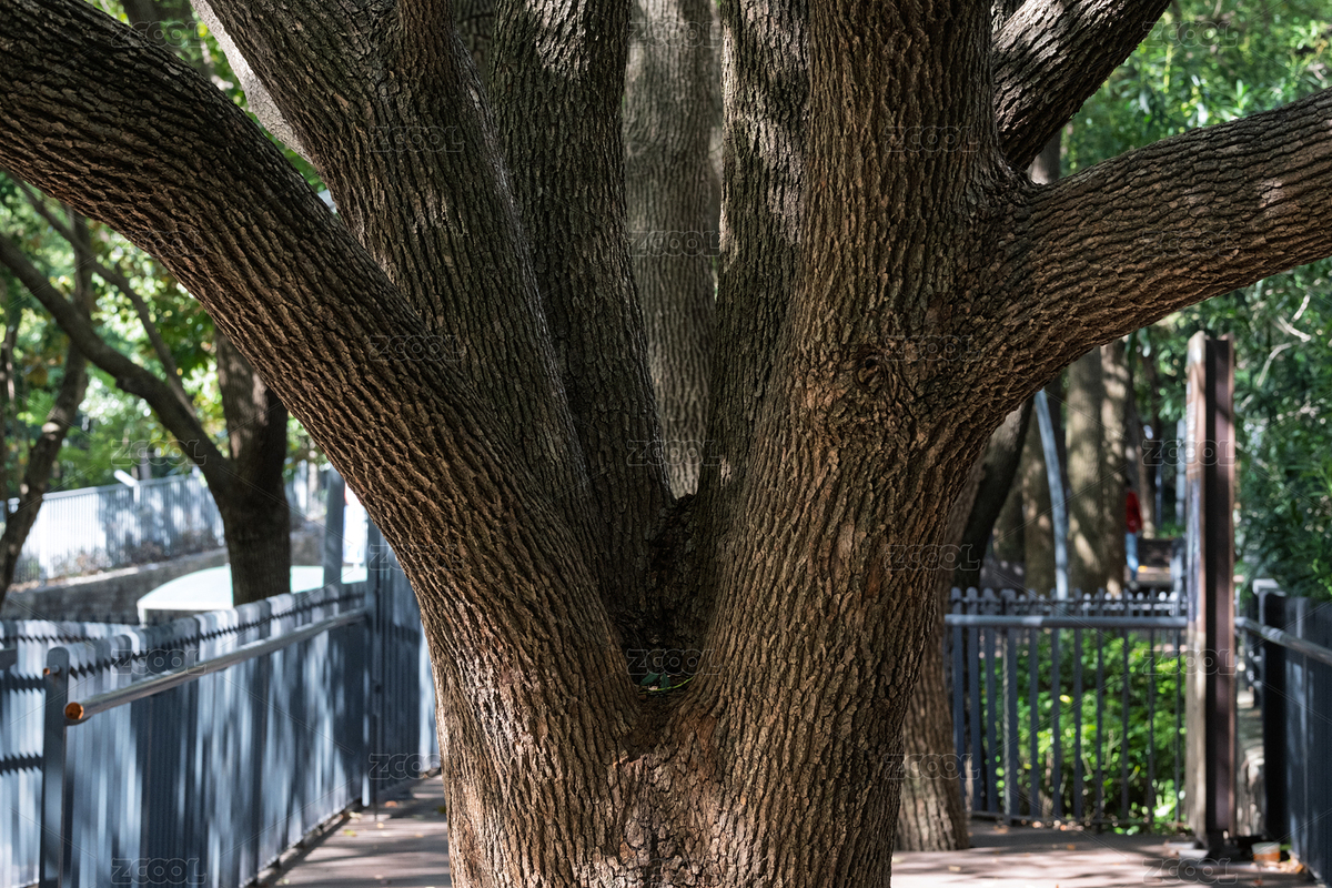 公園粗壯樹干特寫（主預(yù)覽-12339089） - 未分類 - 站酷設(shè)計(jì)師ferrero07原創(chuàng)素材 - 站酷ZCOOL