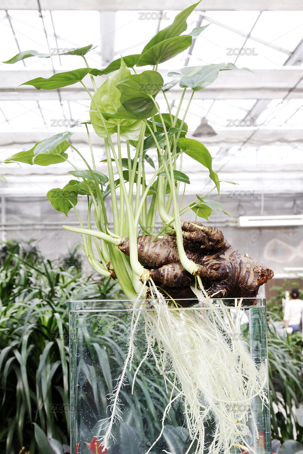 水培植物根系展示（主預覽-12219552） - 未分類 - 站酷設計師liujunrong原創(chuàng)素材 - 站酷ZCOOL