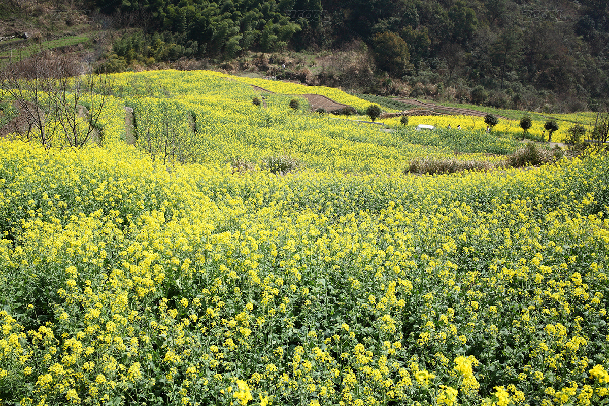 油菜花海（主預(yù)覽-8436607） - 未分類 - 站酷設(shè)計(jì)師茄子小兩口原創(chuàng)素材 - 站酷ZCOOL